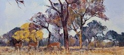 Impala Study, Kruger Park | 2025 | Oil on Canvas | 36 x 51 cm